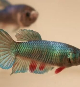 Betta Plakat
