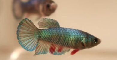 Betta Plakat