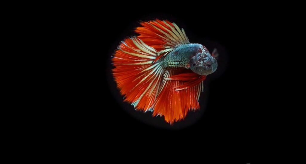 Betta de Aletas Largas