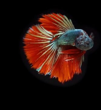 Betta de Aletas Largas