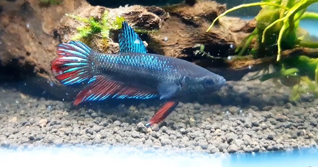 Pez-Betta-Aletas-Cortas-Plakat