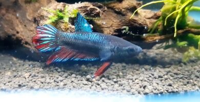 Pez-Betta-Aletas-Cortas-Plakat